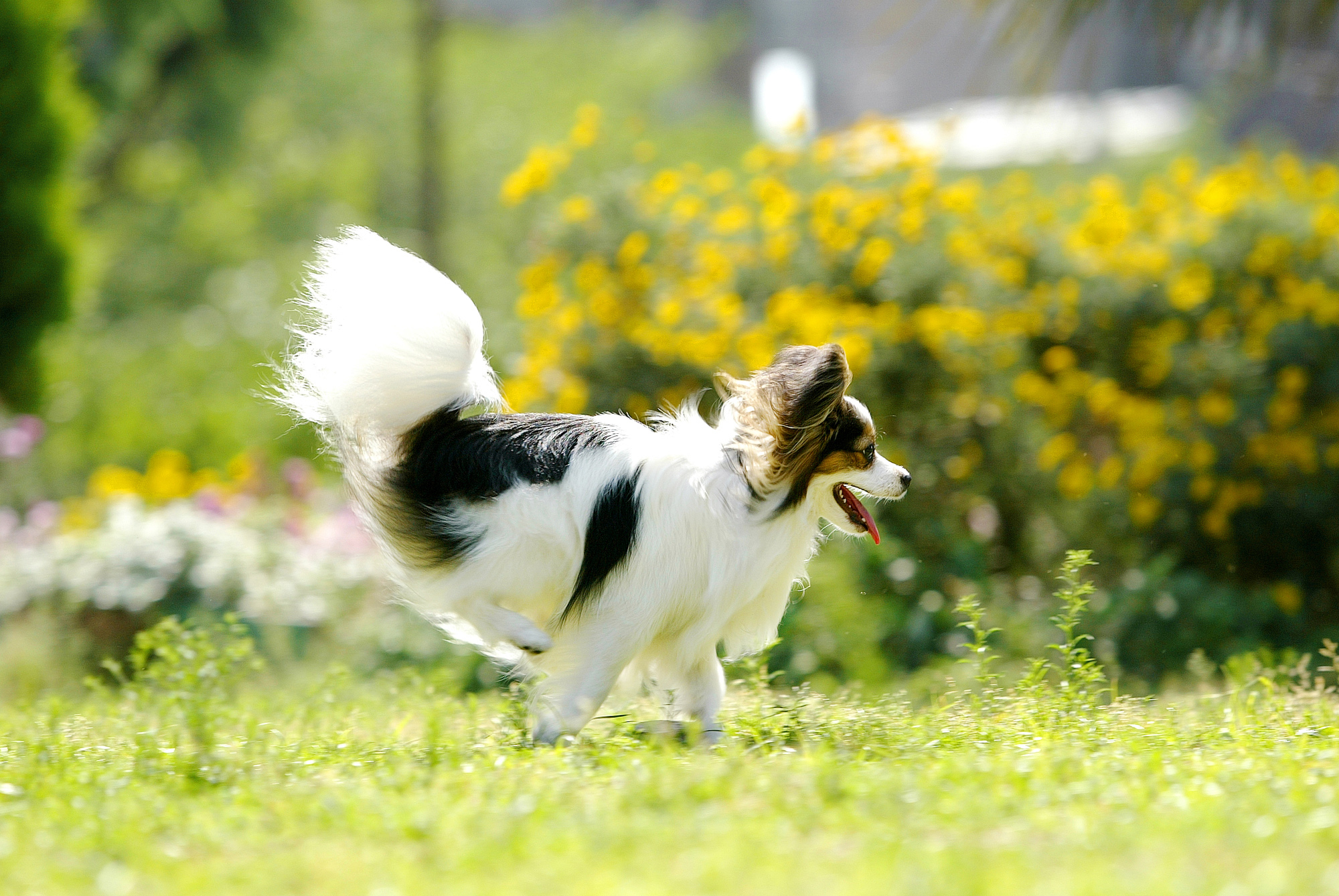 走っている犬