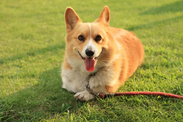 芝の上の犬