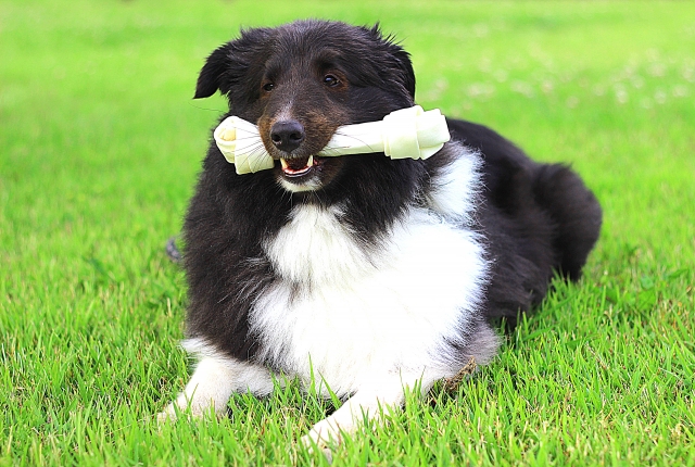 ガムを咥えた犬